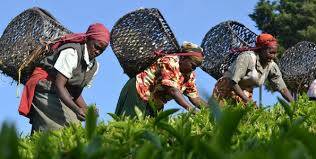 KTDA latest news for tea farmers.