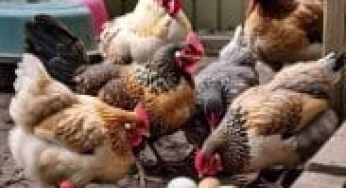 Chicken keeping best practices and rules