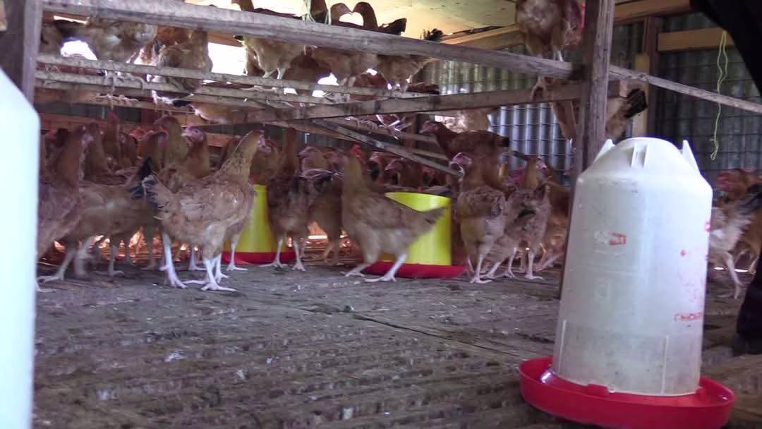 𝐌𝐢𝐠𝐨𝐫𝐢 𝐓𝐓𝐂 𝐕𝐞𝐧𝐭𝐮𝐫𝐞𝐬 𝐢𝐧𝐭𝐨 𝐏𝐨𝐮𝐥𝐭𝐫𝐲 𝐅𝐚𝐫𝐦𝐢𝐧𝐠 𝐭𝐨 𝐁𝐫𝐨𝐚𝐝𝐞𝐧 𝐈𝐧𝐜𝐨𝐦𝐞 𝐒𝐨𝐮𝐫𝐜𝐞𝐬 1 𝐌𝐢𝐠𝐨𝐫𝐢 𝐓𝐓𝐂 𝐕𝐞𝐧𝐭𝐮𝐫𝐞𝐬 𝐢𝐧𝐭𝐨 𝐏𝐨𝐮𝐥𝐭𝐫𝐲 𝐅𝐚𝐫𝐦𝐢𝐧𝐠 𝐭𝐨 𝐁𝐫𝐨𝐚𝐝𝐞𝐧 𝐈𝐧𝐜𝐨𝐦𝐞 𝐒𝐨𝐮𝐫𝐜𝐞𝐬